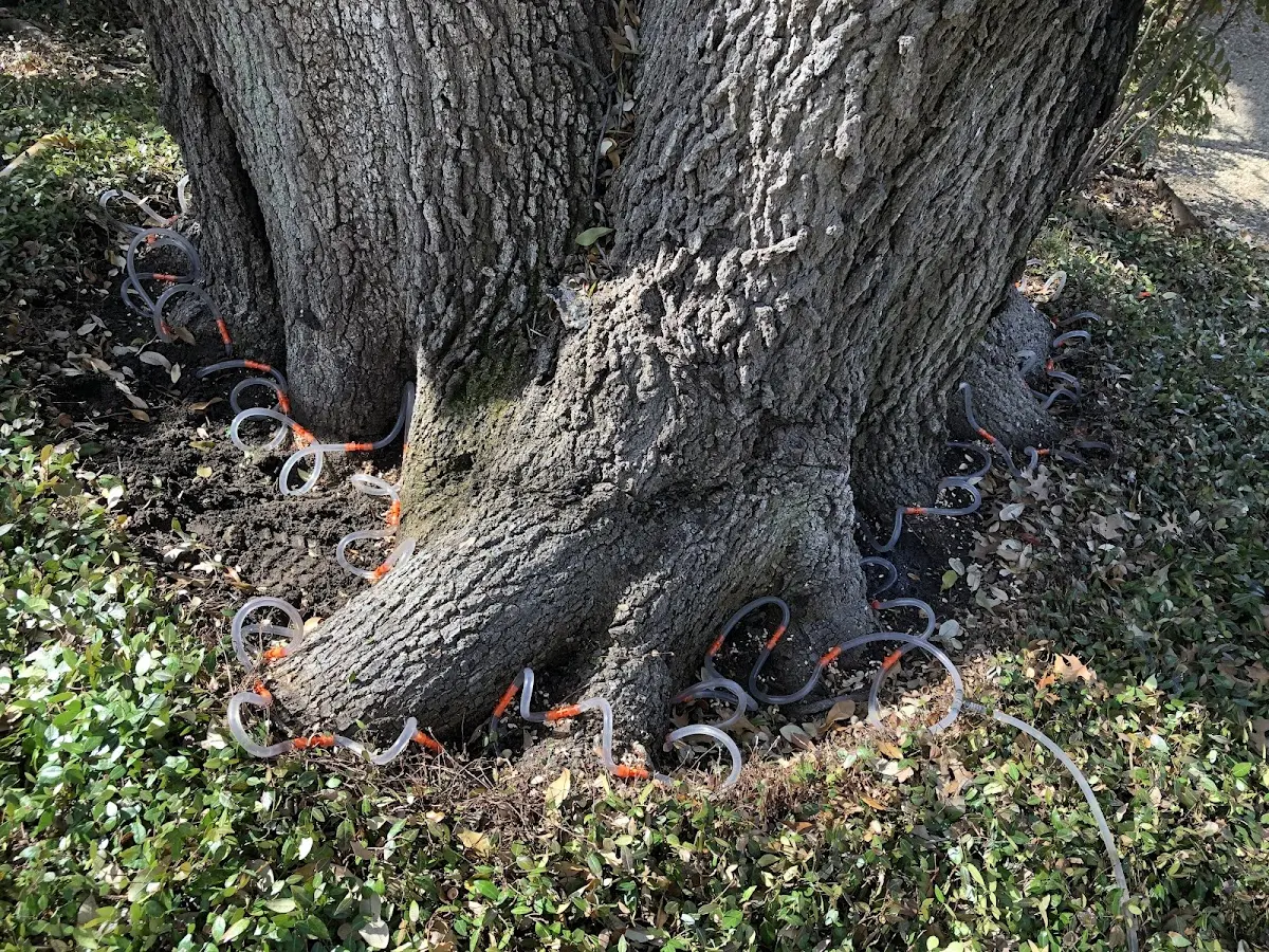 Detailed Tree Cabling and Bracing job site in Drewsville