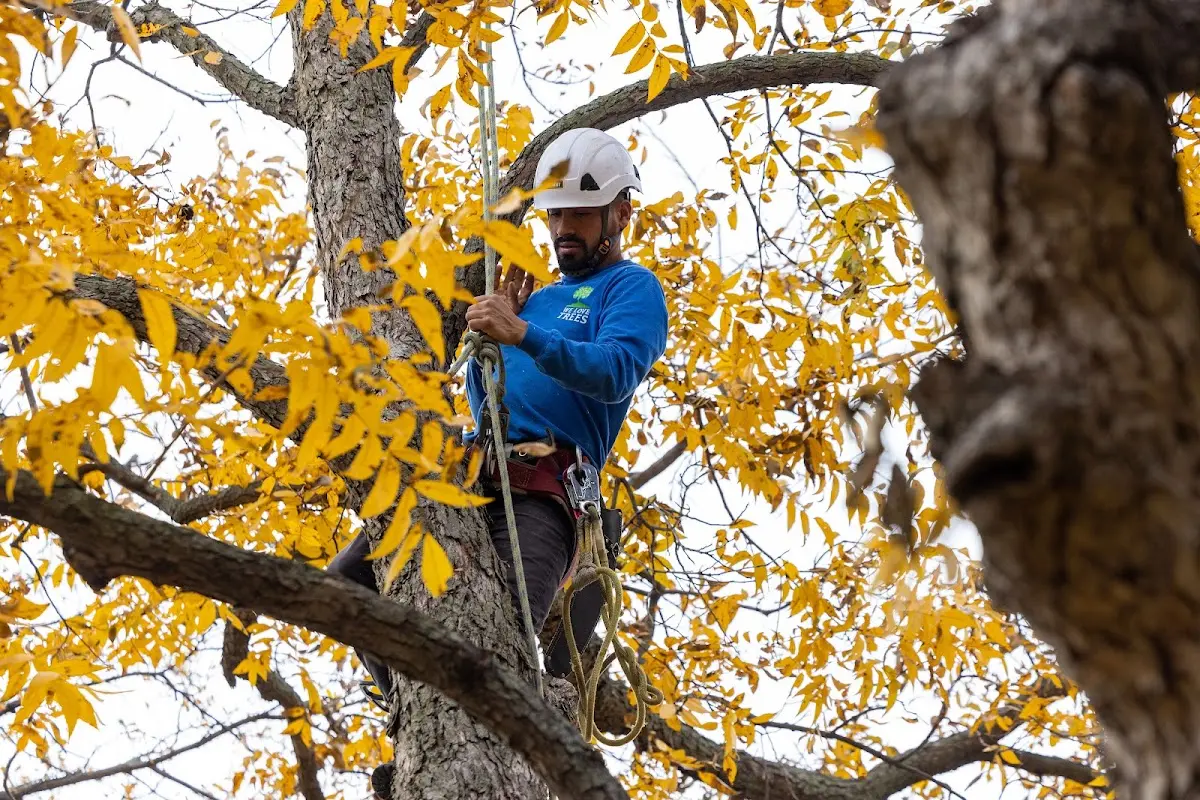 Skilled Tree Trimming crew working in Drewsville