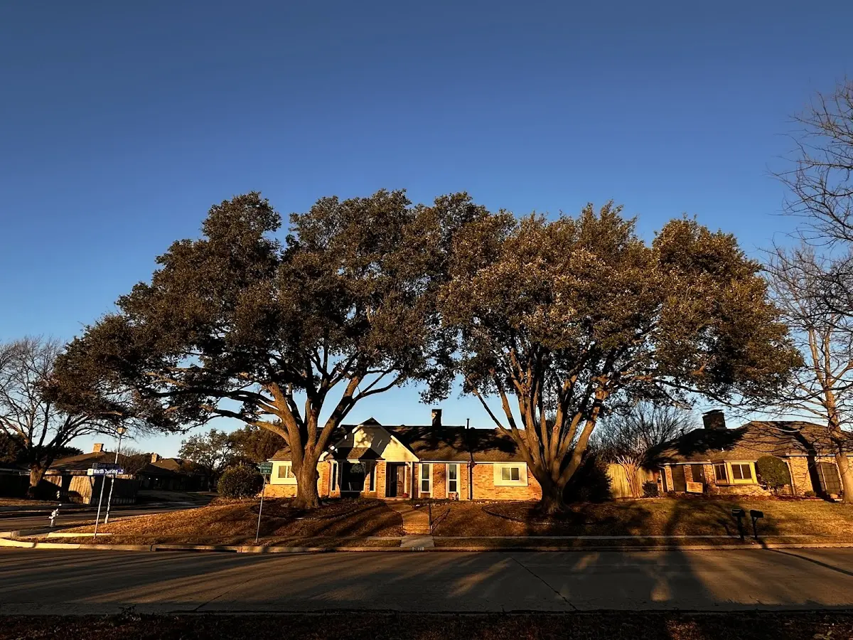 Established residential canopy tree shading a home in Drewsville
